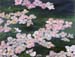 Dogwood